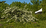 BB 06 0091 / Prunus spinosa / Slåpetorn
